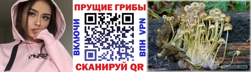 Галлюциногенные грибы Cubensis  Купить  Макаров 